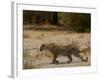 Leopard Female Stalking, Mombo Area, Chief's Island, Okavango Delta, Botswana-Pete Oxford-Framed Photographic Print