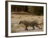 Leopard Female Stalking, Mombo Area, Chief's Island, Okavango Delta, Botswana-Pete Oxford-Framed Photographic Print
