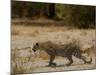 Leopard Female Stalking, Mombo Area, Chief's Island, Okavango Delta, Botswana-Pete Oxford-Mounted Photographic Print