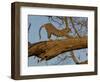 Leopard Female Stretching, Savuti Channal, Linyanti Area, Botswana-Pete Oxford-Framed Photographic Print