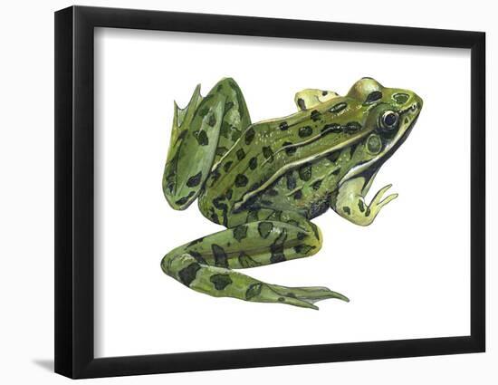 Leopard Frog (Rana Pipiens), Amphibians-Encyclopaedia Britannica-Framed Poster