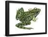 Leopard Frog (Rana Pipiens), Amphibians-Encyclopaedia Britannica-Framed Poster