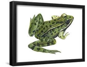 Leopard Frog (Rana Pipiens), Amphibians-Encyclopaedia Britannica-Framed Poster