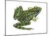 Leopard Frog (Rana Pipiens), Amphibians-Encyclopaedia Britannica-Mounted Poster