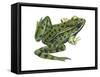 Leopard Frog (Rana Pipiens), Amphibians-Encyclopaedia Britannica-Framed Stretched Canvas