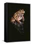 Leopard Frog-DLILLC-Framed Stretched Canvas