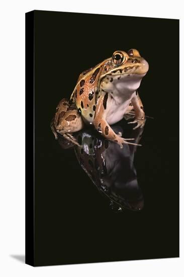 Leopard Frog-DLILLC-Stretched Canvas