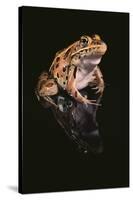 Leopard Frog-DLILLC-Stretched Canvas