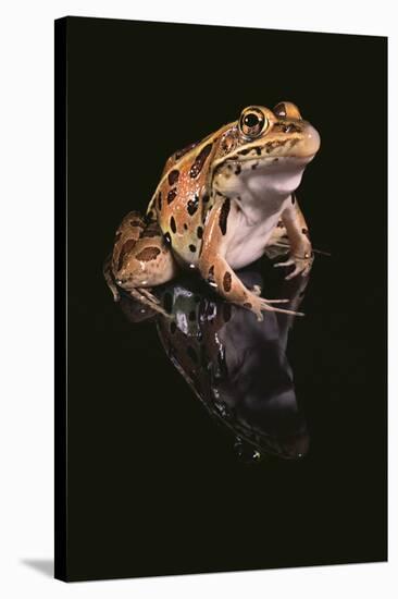 Leopard Frog-DLILLC-Stretched Canvas