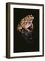 Leopard Frog-DLILLC-Framed Photographic Print