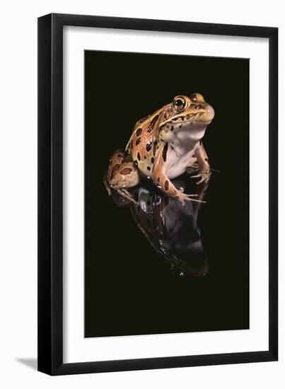 Leopard Frog-DLILLC-Framed Photographic Print