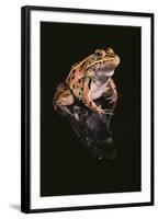 Leopard Frog-DLILLC-Framed Photographic Print