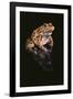 Leopard Frog-DLILLC-Framed Photographic Print