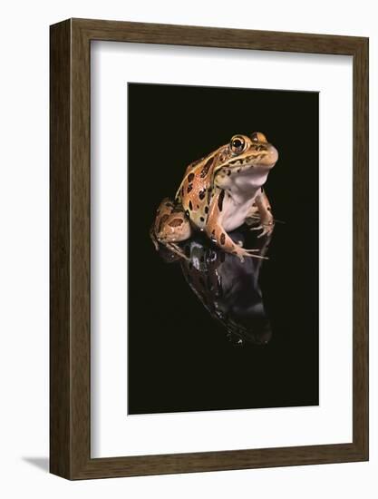 Leopard Frog-DLILLC-Framed Photographic Print