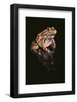 Leopard Frog-DLILLC-Framed Photographic Print