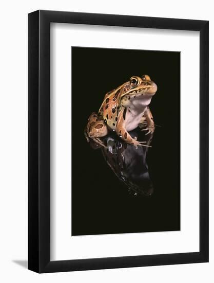 Leopard Frog-DLILLC-Framed Photographic Print