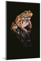 Leopard Frog-DLILLC-Mounted Photographic Print