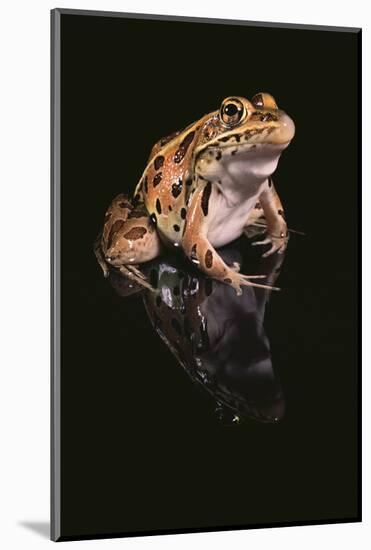 Leopard Frog-DLILLC-Mounted Photographic Print