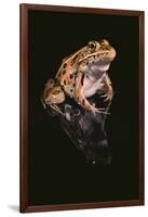 Leopard Frog-DLILLC-Framed Photographic Print