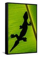 Leopard Gecko (Eublepharis Macularius) on Banana Leaf, Tortuguero, Costa Rica-null-Framed Stretched Canvas