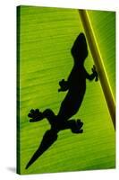 Leopard Gecko (Eublepharis Macularius) on Banana Leaf, Tortuguero, Costa Rica-null-Stretched Canvas