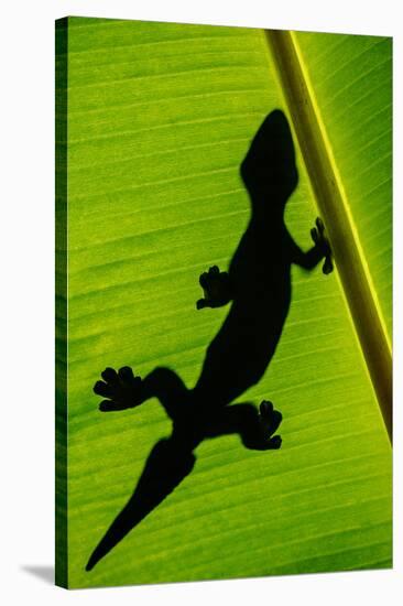 Leopard Gecko (Eublepharis Macularius) on Banana Leaf, Tortuguero, Costa Rica-null-Stretched Canvas