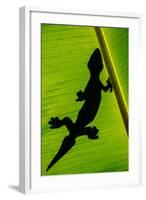 Leopard Gecko (Eublepharis Macularius) on Banana Leaf, Tortuguero, Costa Rica-null-Framed Photographic Print