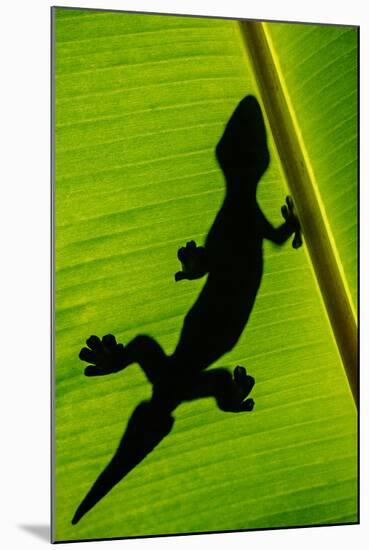 Leopard Gecko (Eublepharis Macularius) on Banana Leaf, Tortuguero, Costa Rica-null-Mounted Photographic Print