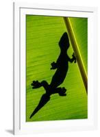 Leopard Gecko (Eublepharis Macularius) on Banana Leaf, Tortuguero, Costa Rica-null-Framed Photographic Print