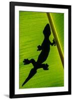 Leopard Gecko (Eublepharis Macularius) on Banana Leaf, Tortuguero, Costa Rica-null-Framed Photographic Print