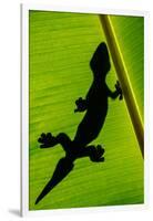 Leopard Gecko (Eublepharis Macularius) on Banana Leaf, Tortuguero, Costa Rica-null-Framed Photographic Print