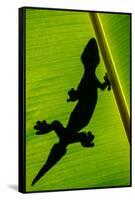 Leopard Gecko (Eublepharis Macularius) on Banana Leaf, Tortuguero, Costa Rica-null-Framed Stretched Canvas