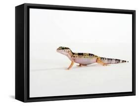 Leopard Gecko Walking-Petra Wegner-Framed Stretched Canvas