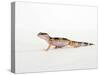 Leopard Gecko Walking-Petra Wegner-Stretched Canvas