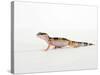 Leopard Gecko Walking-Petra Wegner-Stretched Canvas