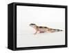 Leopard Gecko Walking-Petra Wegner-Framed Stretched Canvas