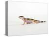 Leopard Gecko Walking-Petra Wegner-Stretched Canvas