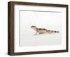 Leopard Gecko Walking-Petra Wegner-Framed Photographic Print