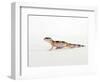 Leopard Gecko Walking-Petra Wegner-Framed Photographic Print