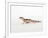 Leopard Gecko Walking-Petra Wegner-Framed Photographic Print