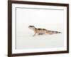 Leopard Gecko Walking-Petra Wegner-Framed Photographic Print