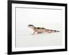 Leopard Gecko Walking-Petra Wegner-Framed Photographic Print