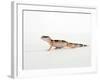 Leopard Gecko Walking-Petra Wegner-Framed Photographic Print