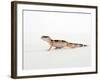 Leopard Gecko Walking-Petra Wegner-Framed Photographic Print