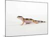 Leopard Gecko Walking-Petra Wegner-Mounted Photographic Print