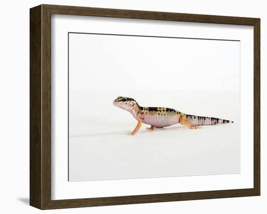 Leopard Gecko Walking-Petra Wegner-Framed Photographic Print