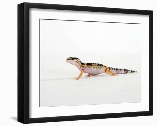 Leopard Gecko Walking-Petra Wegner-Framed Photographic Print