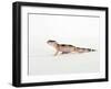 Leopard Gecko Walking-Petra Wegner-Framed Photographic Print