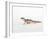 Leopard Gecko Walking-Petra Wegner-Framed Photographic Print