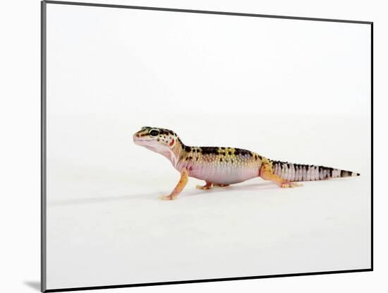 Leopard Gecko Walking-Petra Wegner-Mounted Photographic Print